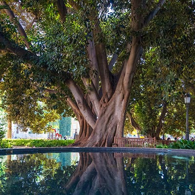 JARDÍN DE FLORIDABLANCA - Ocupa una gran manzana situada en el corazón del barrio del Carmen, una de las zonas de mayor solera